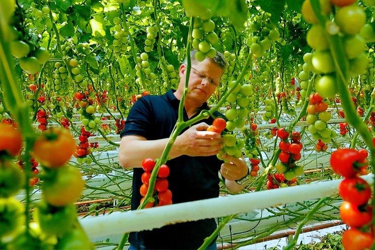 Maak kennis met Horticoop-commissaris Theo Van Noord