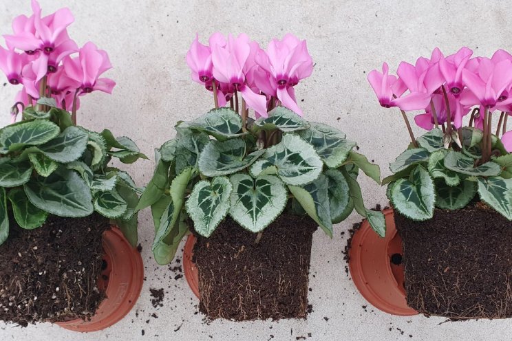 BOL test veenvrije substraten in cyclamen