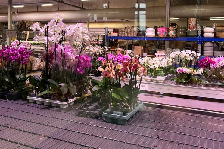 Geautomatiseerd stokken van orchideen