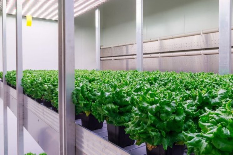 Vergelijking tuinbouw en vertical farming