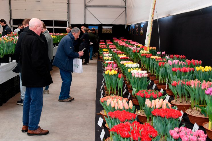 Flower Power: de kracht van de tulp!