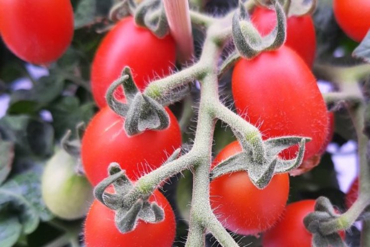 Inschrijving Greenhouse Challenge verlengd