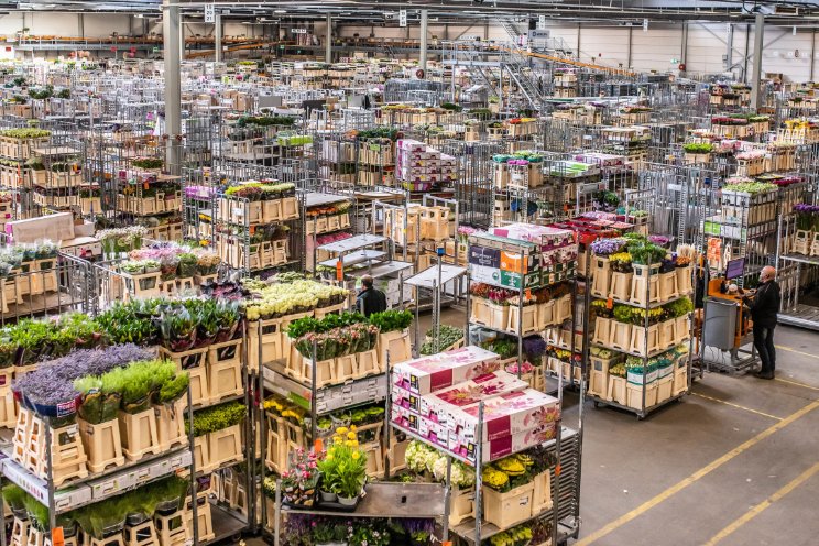 Snakeware breidt uit naar bloemen en planten