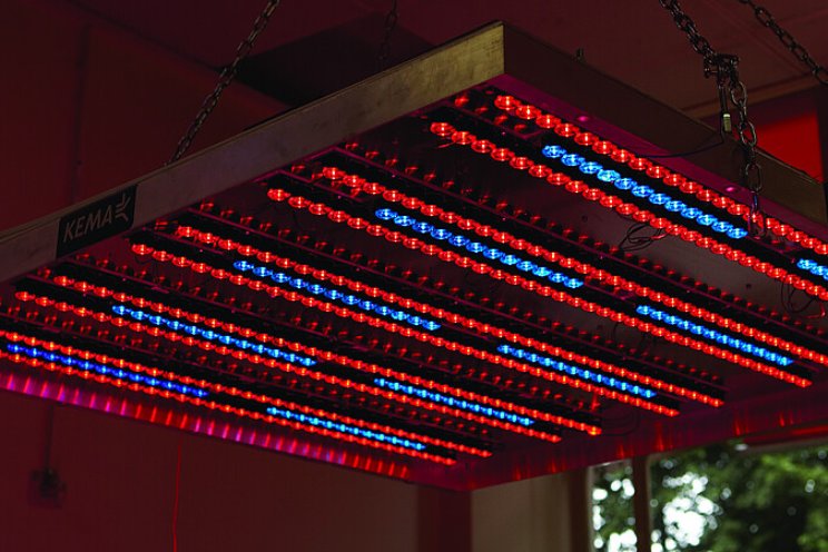 Ervaringen sturen met LED in de sierteelt