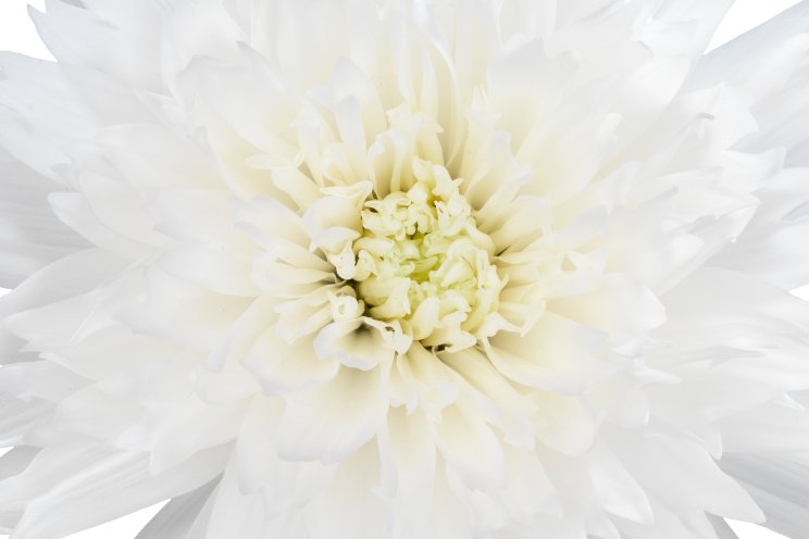 VannoVa lanceert nieuwe witte pluischrysant