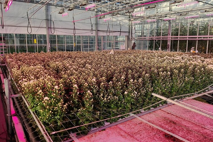 Flinke vooruitgang geboekt met chrysanten op water