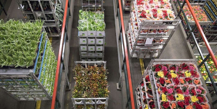 Royal FloraHolland biedt restitutie na KOA-storing 