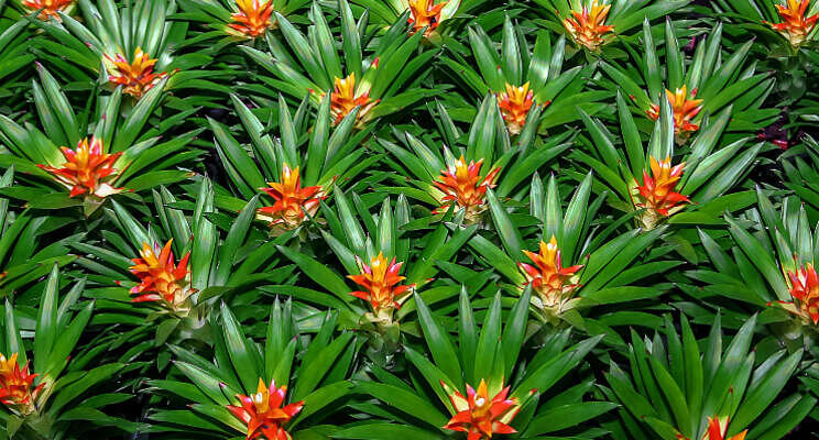 Nieuwe biologische bestrijder bromeliateelt