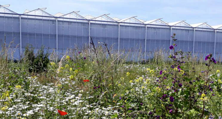 Tuinbouw kan bijdragen aan verhogen biodiversiteit