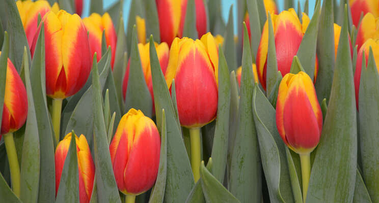 Hyperspectraal camera zoekt virussen in tulp