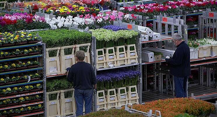 Exportwaarde bloemen en planten plust met 26%