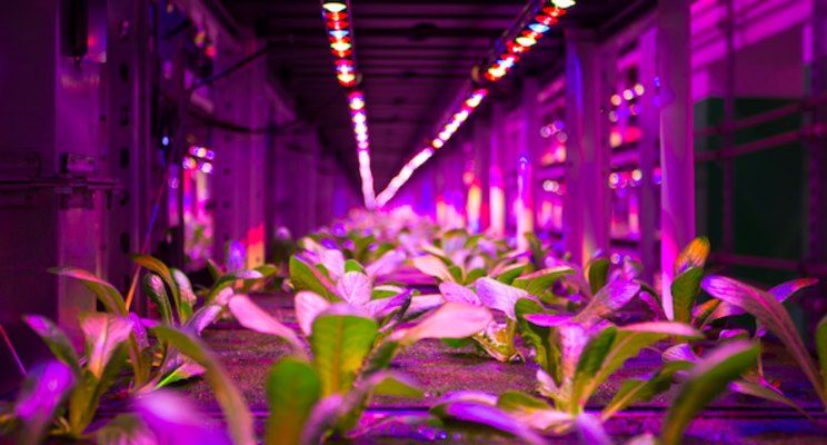 Vertical Farming Wednesday... Onder de grond