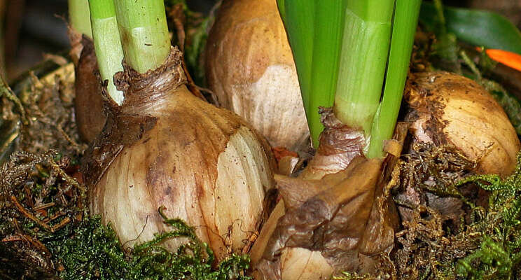 Best4Soil ook beschikbaar voor bloemenbollenteelt