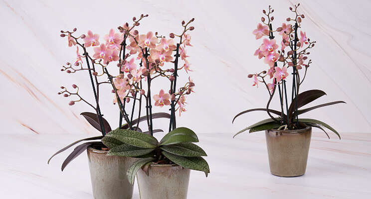 Phalaenopsis Odorion naar finale Glazen Tulp