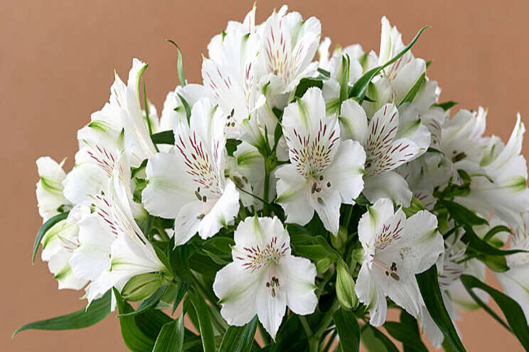 Witte Alstroemeria in XXL-formaat