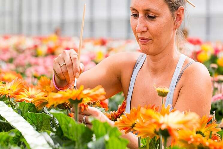 Samenwerking potgerbera's